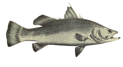 Barramundi