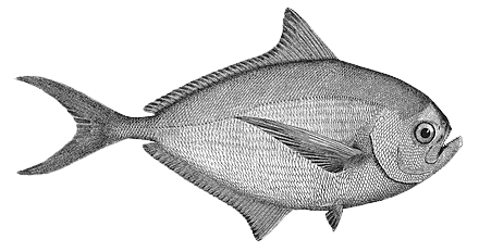 Black Pomfret