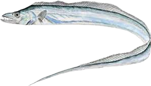 ribbon fish